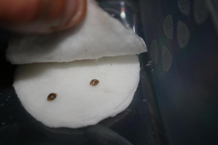 Dragon Milk Sensi Seeds. Week 0