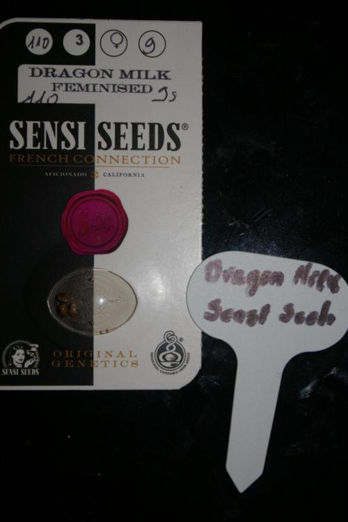 Dragon Milk Sensi Seeds. Week 0