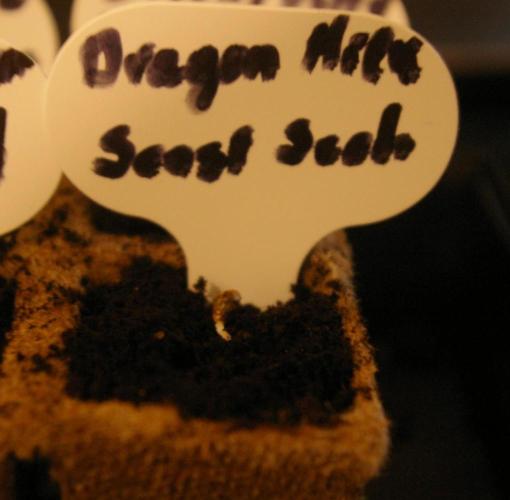 Dragon Milk Sensi Seeds. Week 0