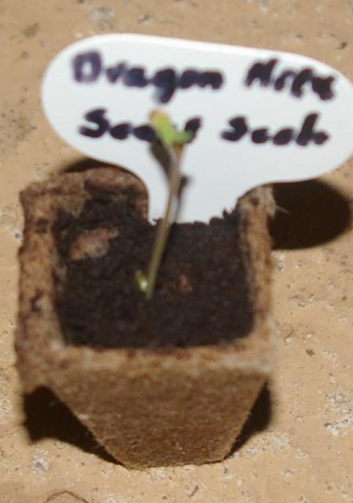 Dragon Milk Sensi Seeds. Week 0