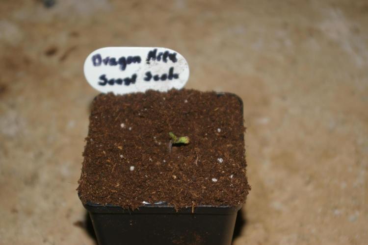 Dragon Milk Sensi Seeds. Week 0