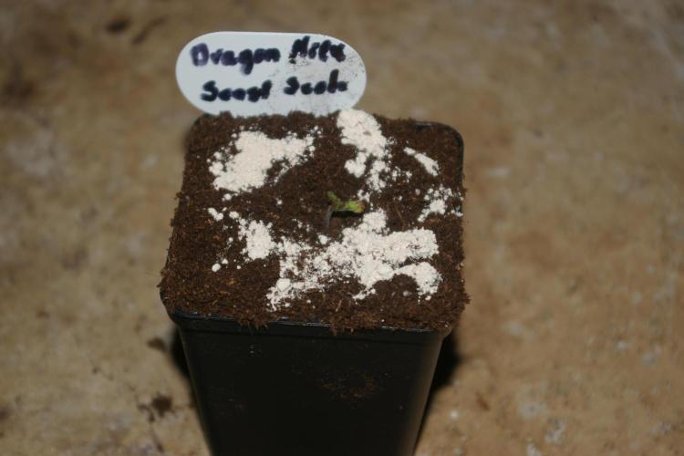 Dragon Milk Sensi Seeds. Week 0