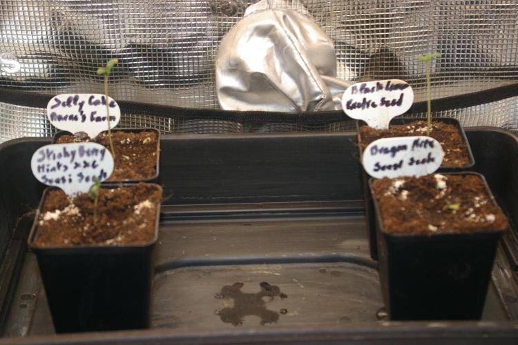 Dragon Milk Sensi Seeds. Week 0