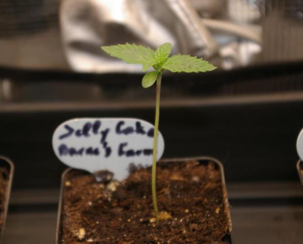 Jelly Cake Barney's Farm. Week 1
