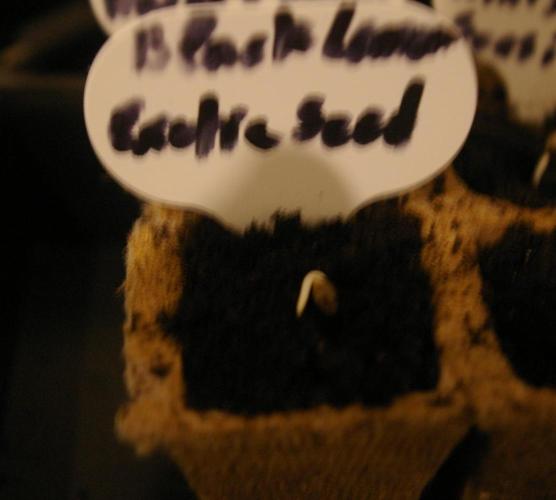 Black Lemon exotic Seed. Week 1