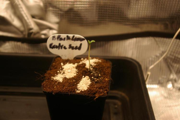 Black Lemon exotic Seed. Week 1