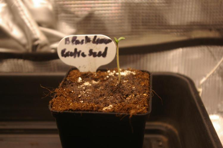 Black Lemon exotic Seed. Week 1