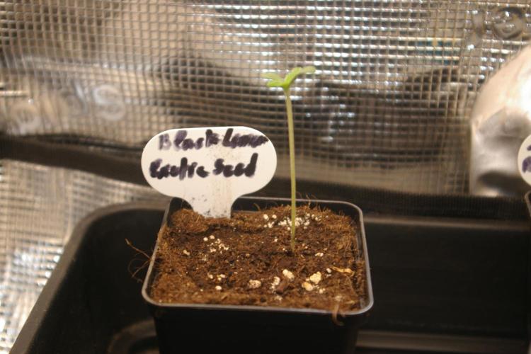 Black Lemon exotic Seed. Week 1