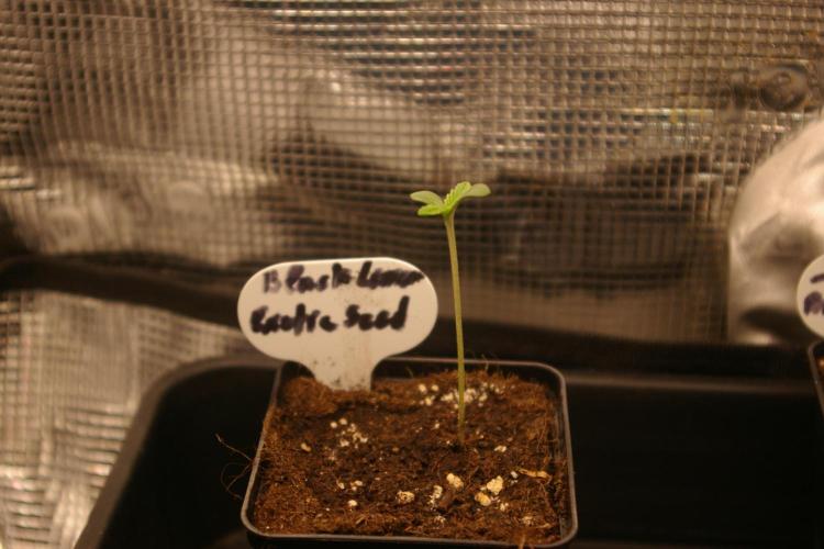 Black Lemon exotic Seed. Week 1