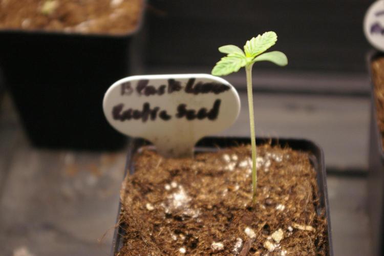 Black Lemon exotic Seed. Week 1