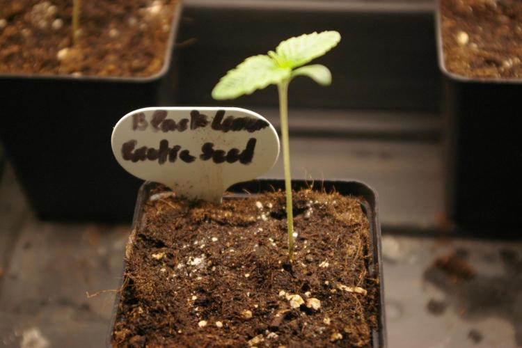 Black Lemon exotic Seed. Week 1