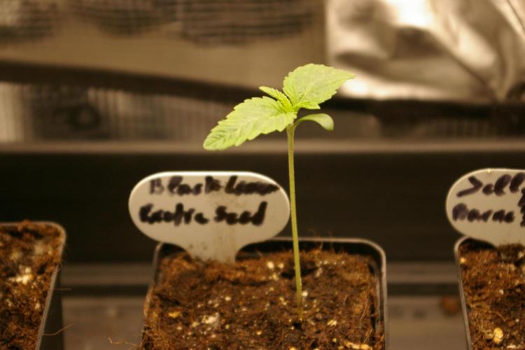 Black Lemon exotic Seed. Week 1