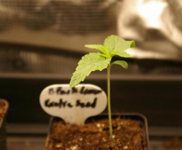 Black Lemon exotic Seed. Week 1