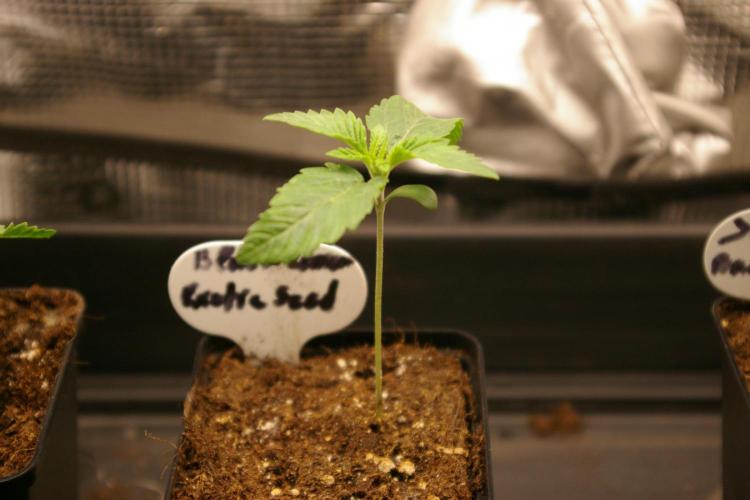 Black Lemon exotic Seed. Week 1