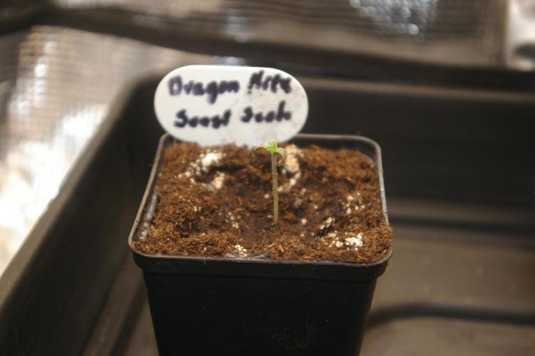 Dragon Milk Sensi Seeds. Week 1