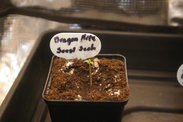 Dragon Milk Sensi Seeds. Week 1