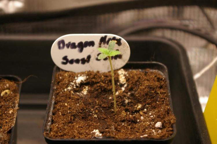 Dragon Milk Sensi Seeds. Week 1