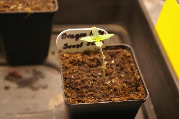 Dragon Milk Sensi Seeds. Week 1