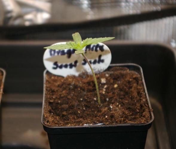 Dragon Milk Sensi Seeds. Week 1