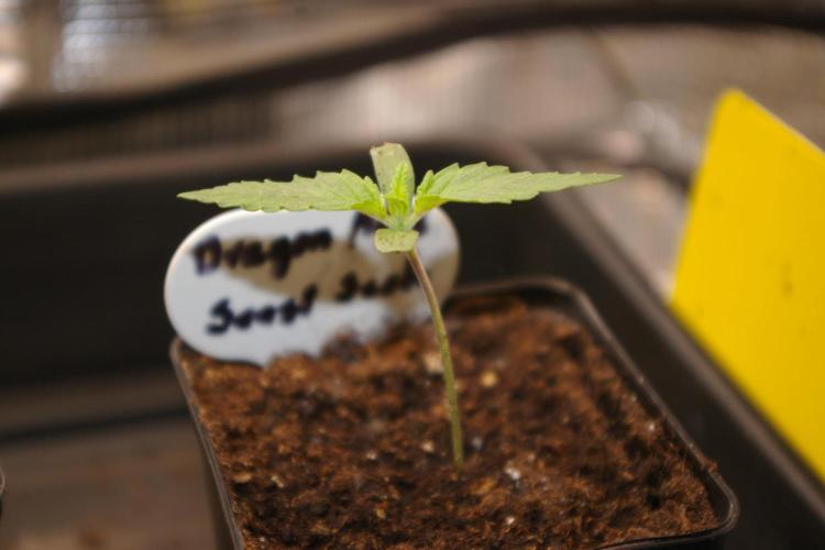 Dragon Milk Sensi Seeds. Week 1