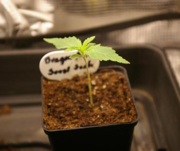 Dragon Milk Sensi Seeds. Week 1