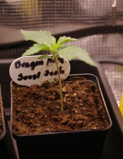 Dragon Milk Sensi Seeds. Week 1