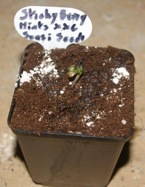 Sticky Berry Mints sensi seeds. Week 1