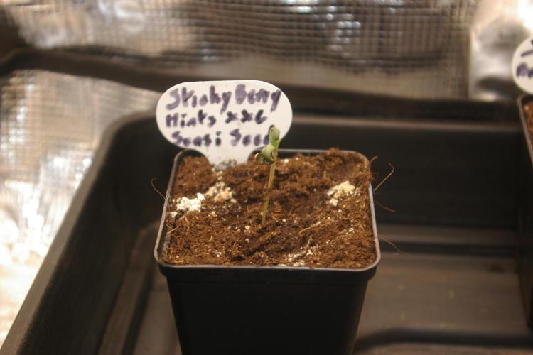 Sticky Berry Mints sensi seeds. Week 1