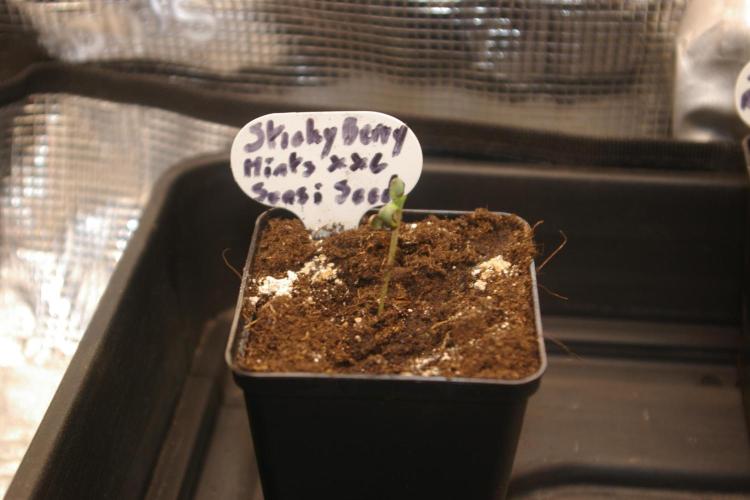 Sticky Berry Mints sensi seeds. Week 1