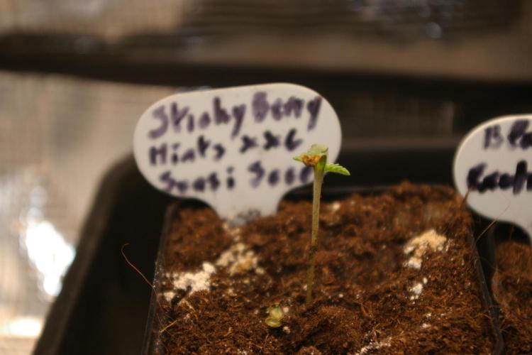 Sticky Berry Mints sensi seeds. Week 1