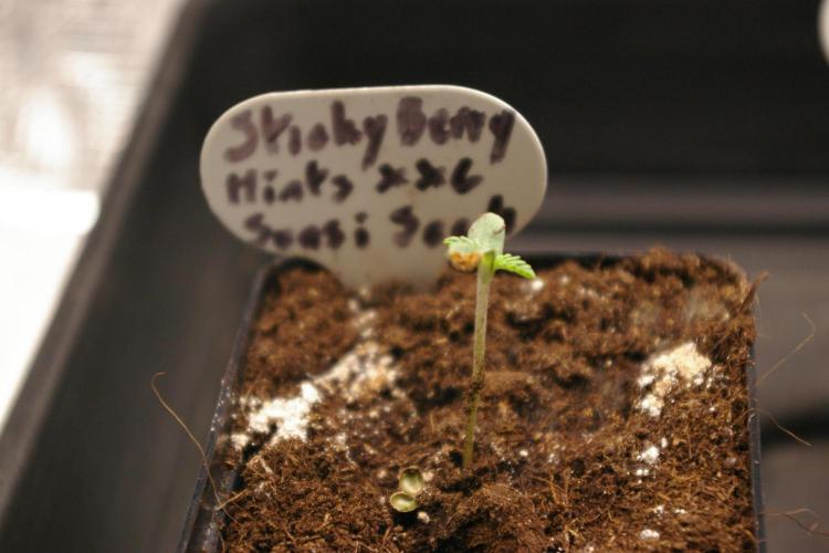 Sticky Berry Mints sensi seeds. Week 1