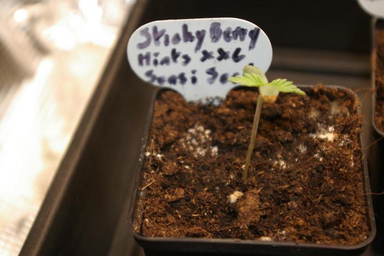 Sticky Berry Mints sensi seeds. Week 1