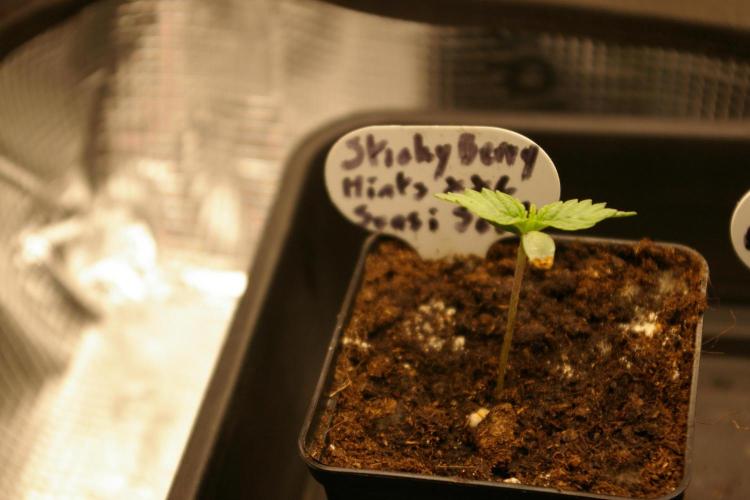 Sticky Berry Mints sensi seeds. Week 1