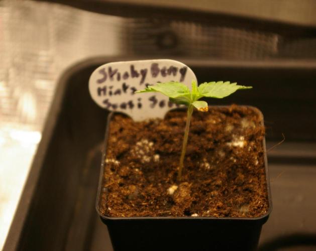 Sticky Berry Mints sensi seeds. Week 1