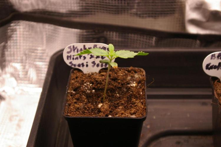 Sticky Berry Mints sensi seeds. Week 1