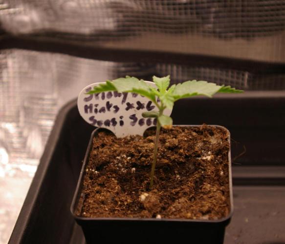 Sticky Berry Mints sensi seeds. Week 1