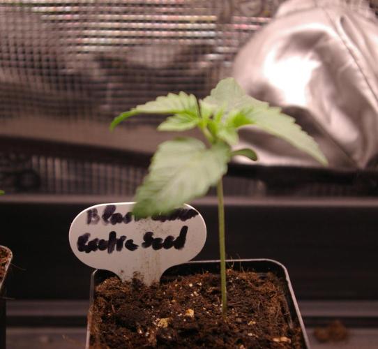 Black Lemon exotic Seed. Week 2