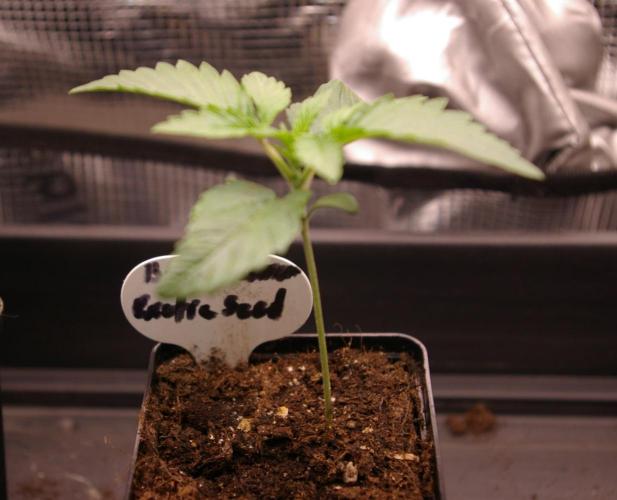 Black Lemon exotic Seed. Week 2