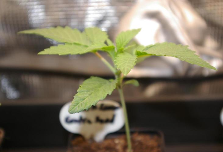 Black Lemon exotic Seed. Week 2