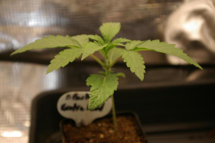 Black Lemon exotic Seed. Week 2