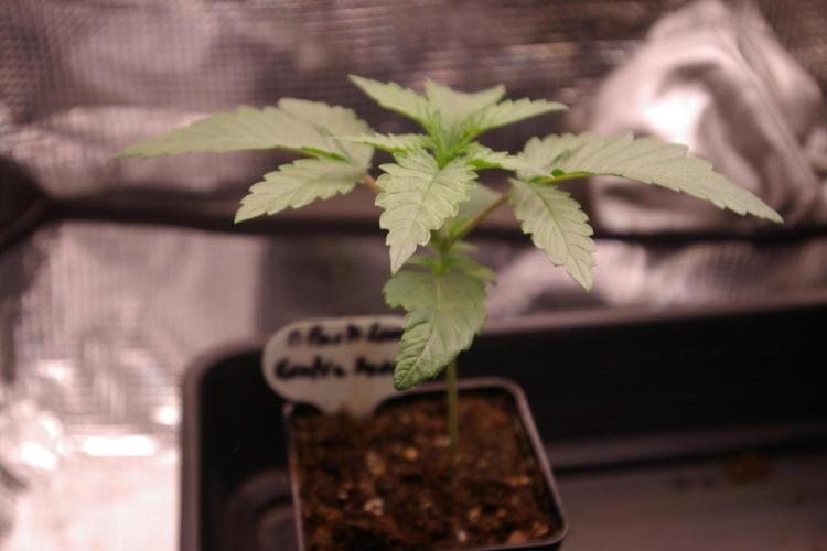 Black Lemon exotic Seed. Week 2