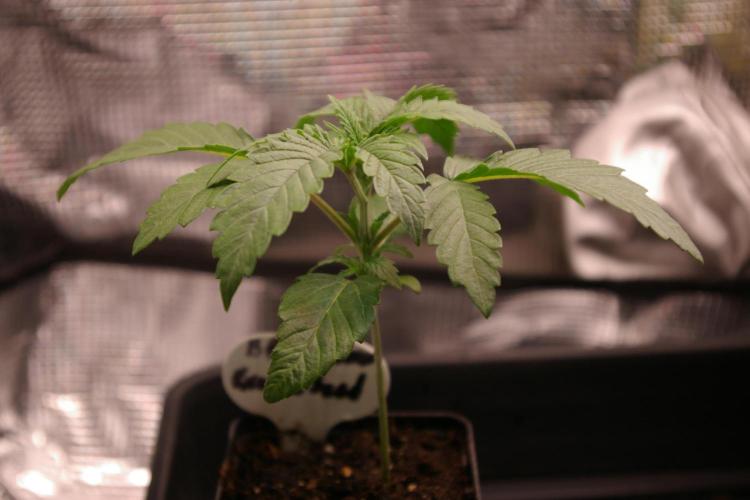 Black Lemon exotic Seed. Week 2