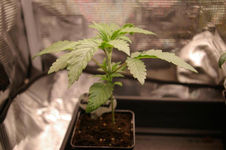 Black Lemon exotic Seed. Week 2
