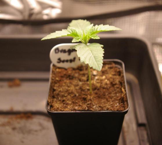 Dragon Milk Sensi Seeds. Week 2