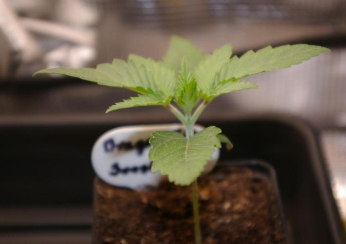 Dragon Milk Sensi Seeds. Week 2