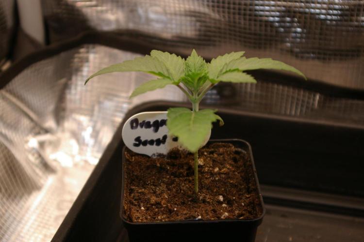 Dragon Milk Sensi Seeds. Week 2