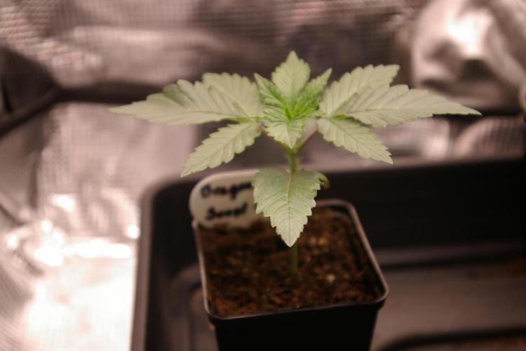 Dragon Milk Sensi Seeds. Week 2