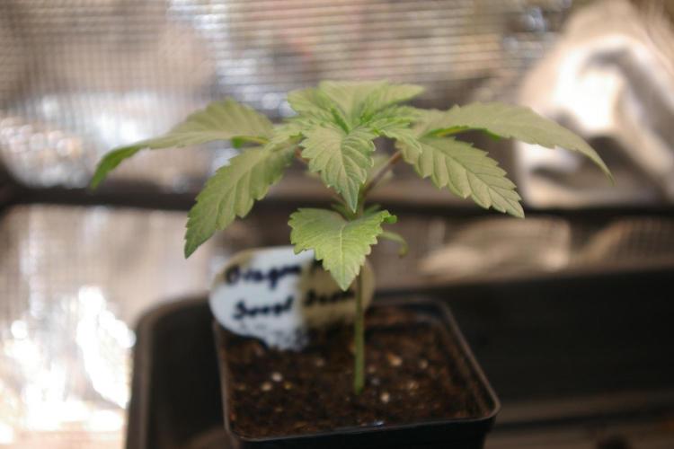 Dragon Milk Sensi Seeds. Week 2