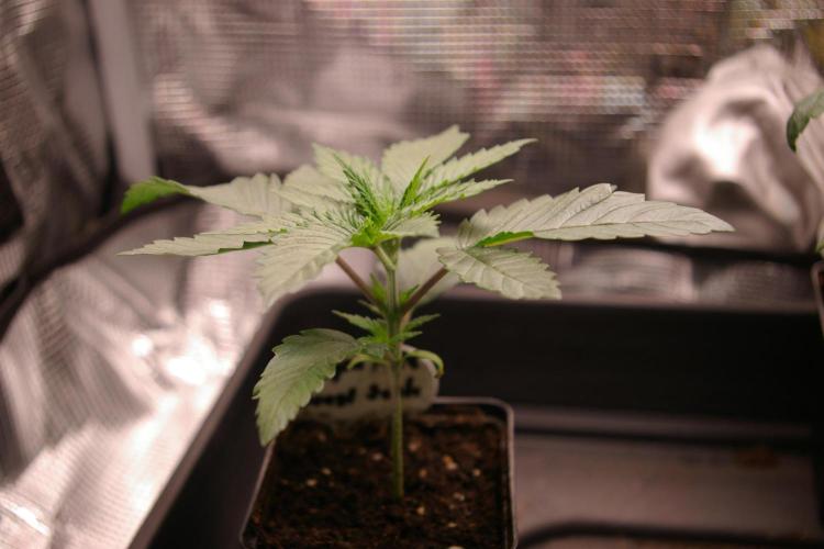 Dragon Milk Sensi Seeds. Week 2