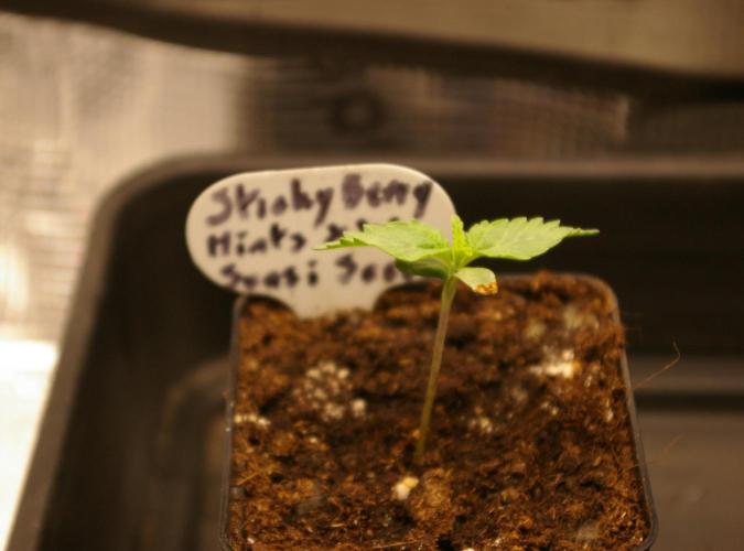 Sticky Berry Mints sensi seeds. Week 2